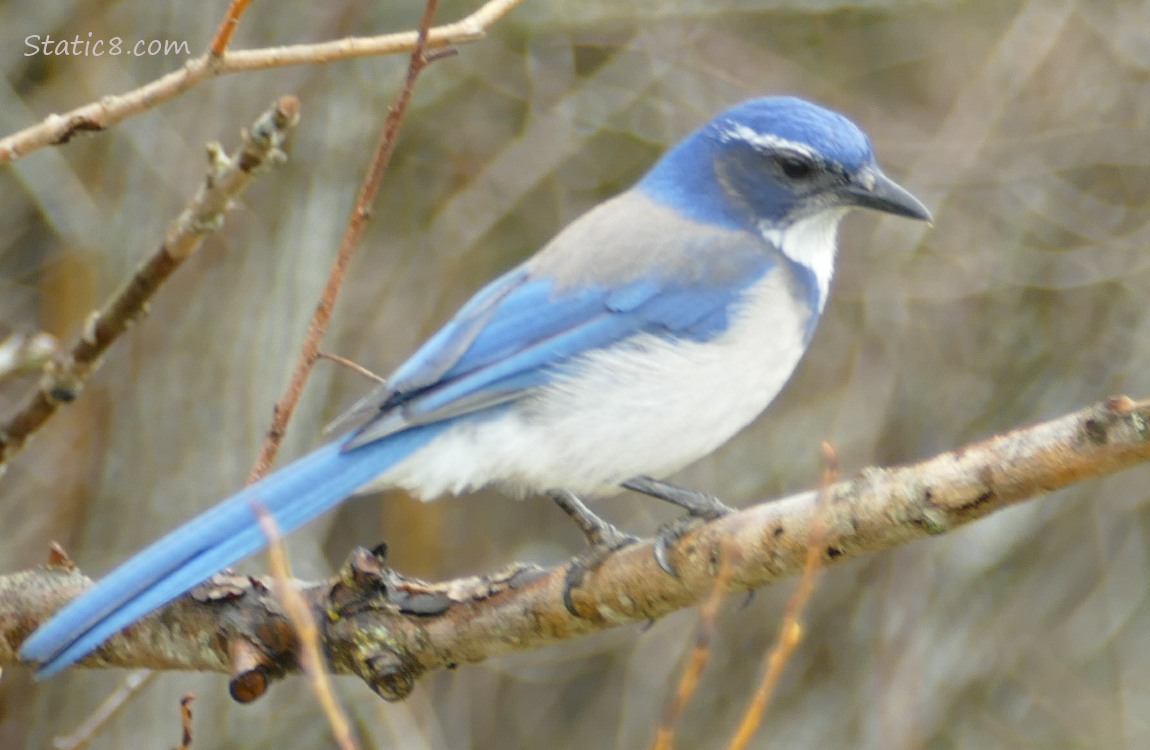 Scrub Jay standing on a bare branch, looking down
