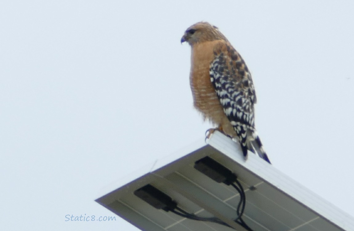 Red Shoulder Hawk standing on a solar panel over a path lamp