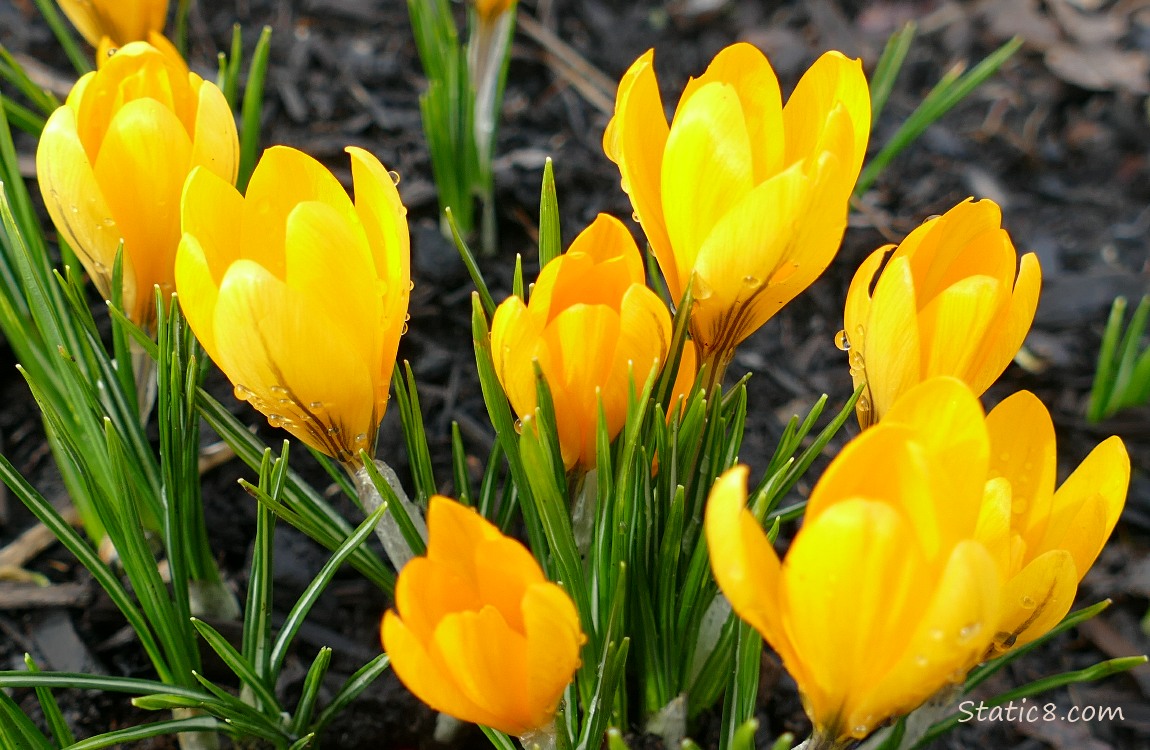 Yellow Crocus blooms