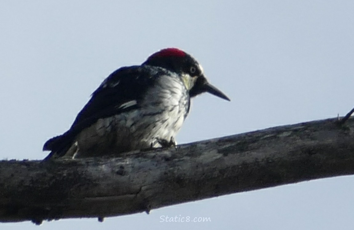 Acorn Woodpecker standing on a branch