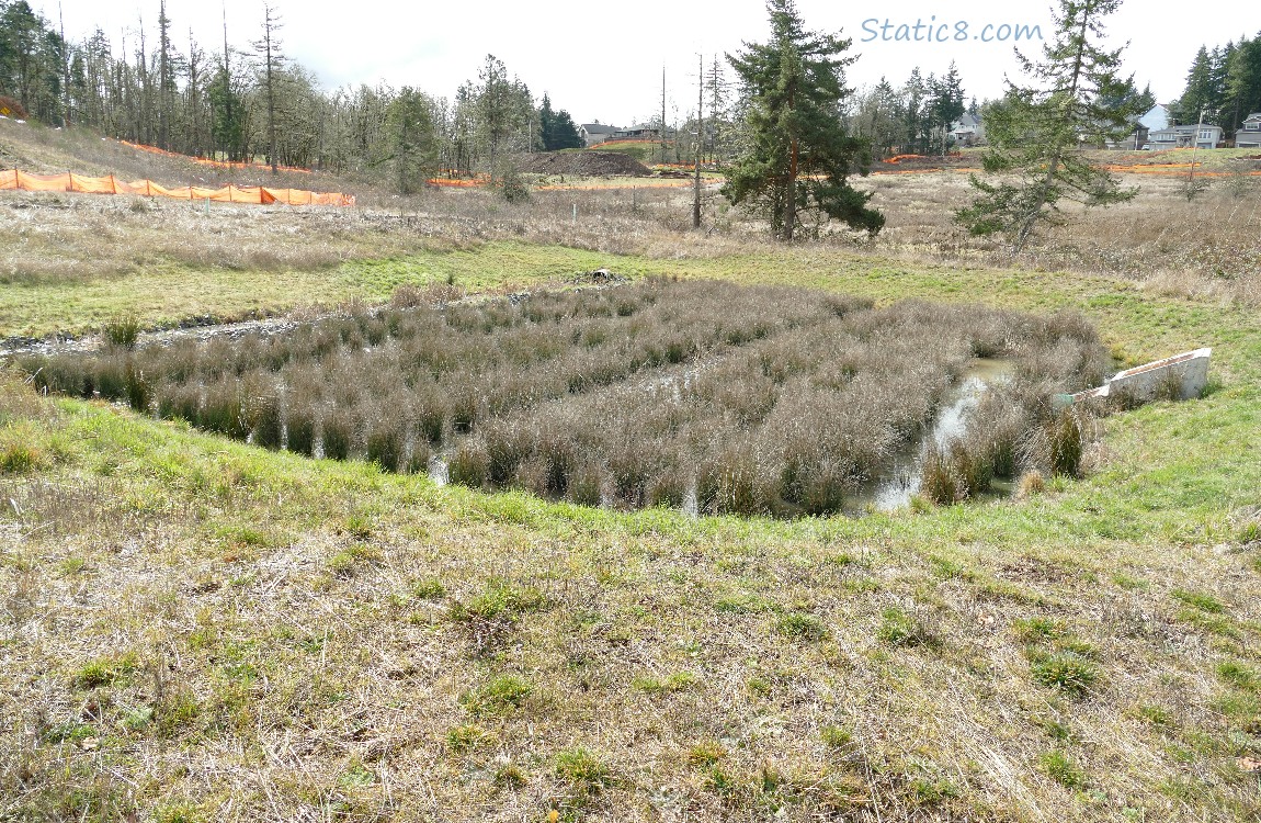 Bioswale with tufts of grasses growing in rows