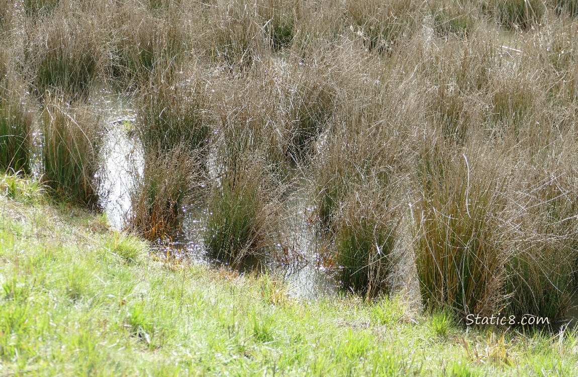 Close up of the edge of the bioswale with tall grasses coming out of the water