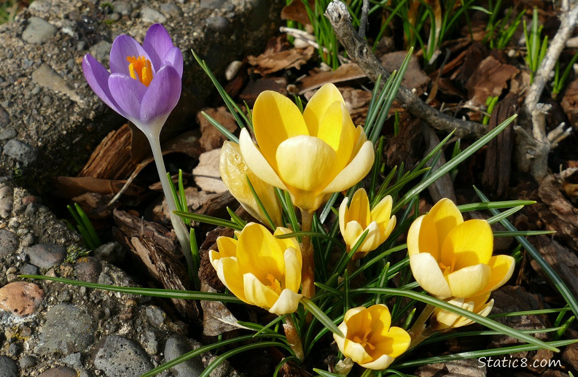 Purple and yellow Crocus blooms