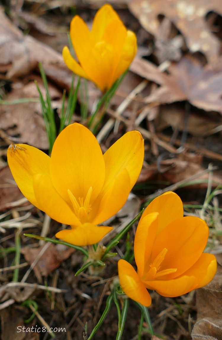Yellow Crocus blooms emerging from fallen autumn leaves