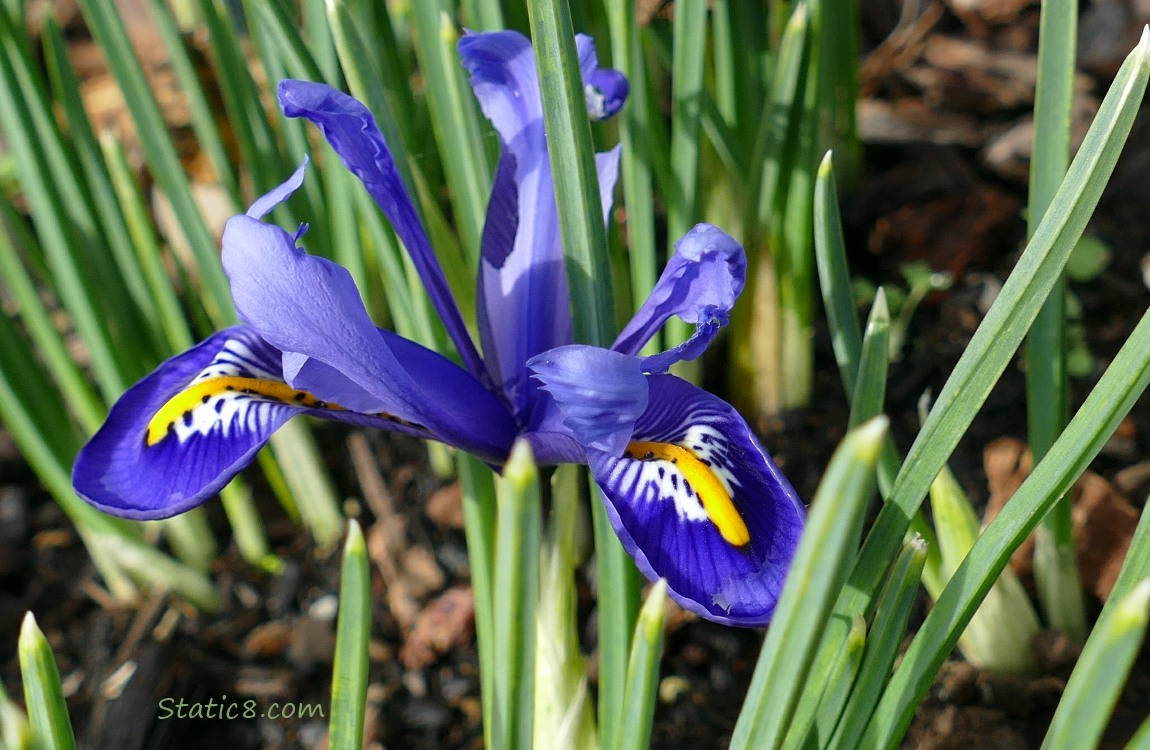 Purple Dwarf Iris bloom surrounded by green leaves