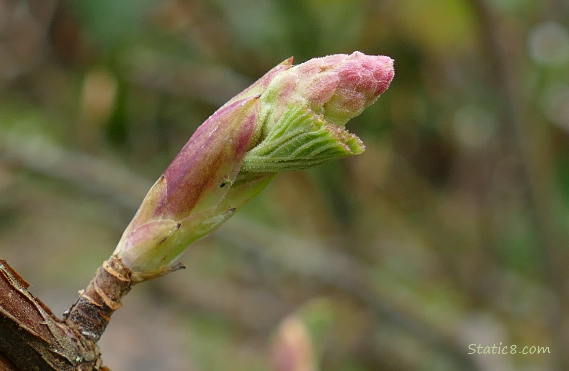 Red Flowering Currant flower bud with small leaf