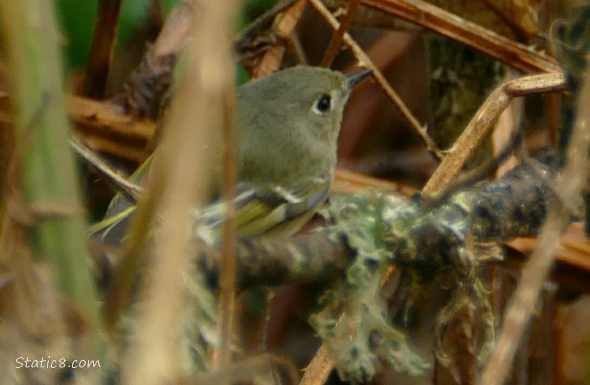Ruby Crown Kinglet surrounded by vines and mossy sticks