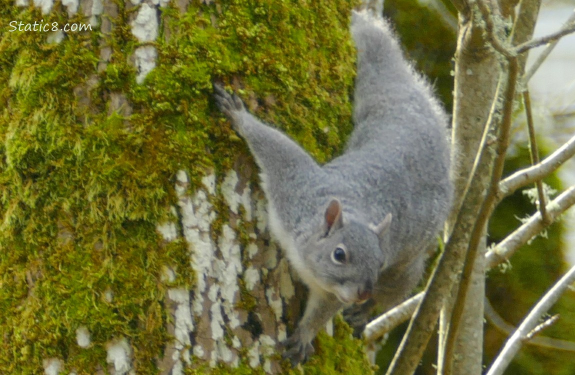 Grey Squirrel hanging from the side of a mossy tree trunk