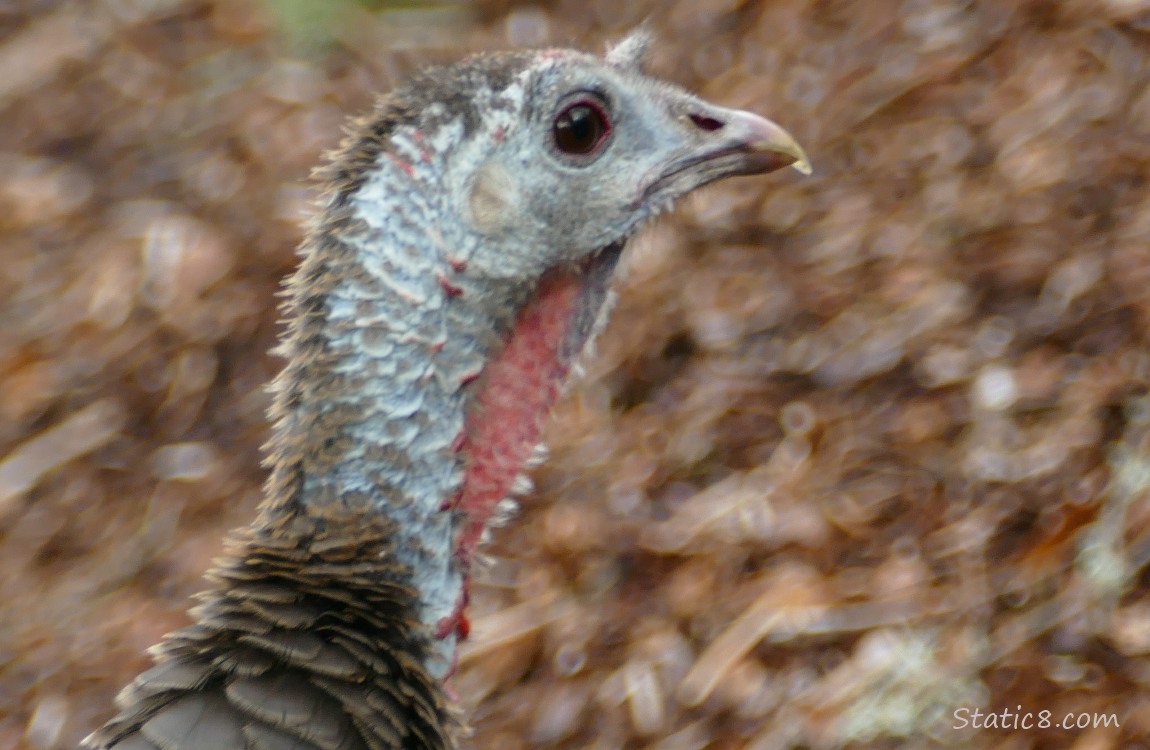 Close up of a Wild Turkey