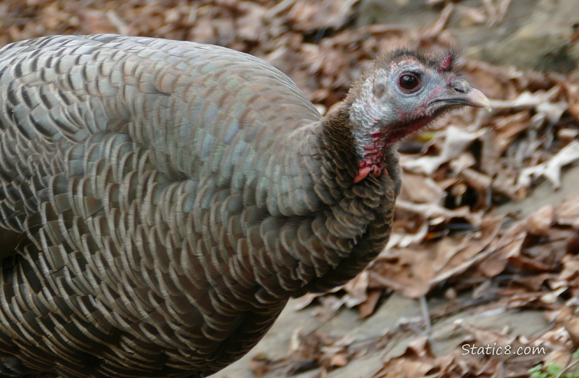 Close up of a Wild Turkey