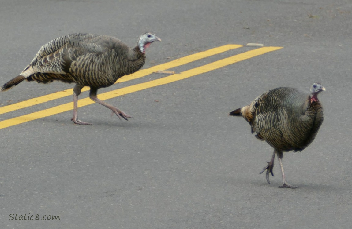 Two Wild Turkeys crossing the street