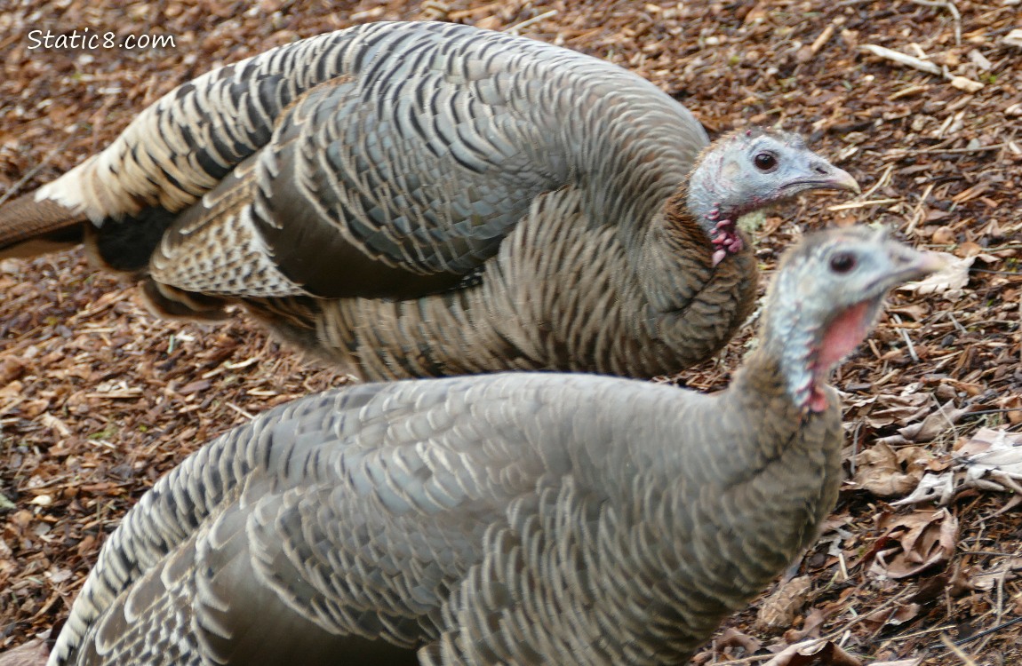 Two Wild Turkeys walking on wood mulch