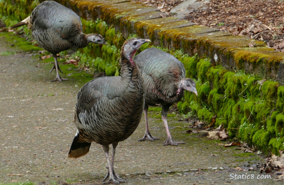 Three Wild Turkeys walking on the sidewalk