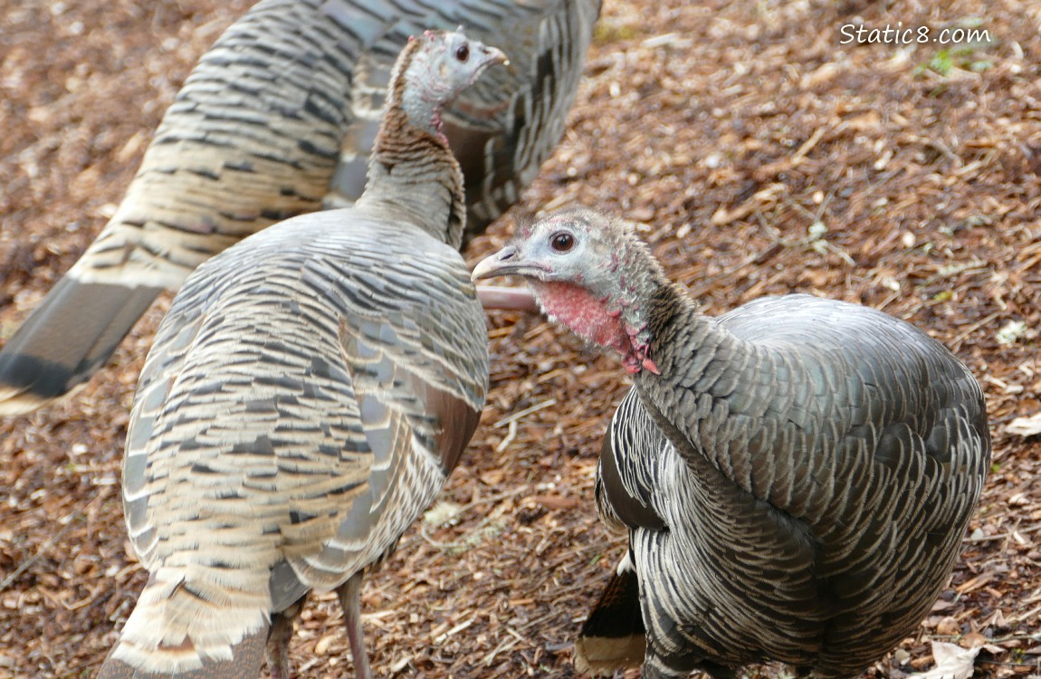 Wild Turkeys walking on wood mulch