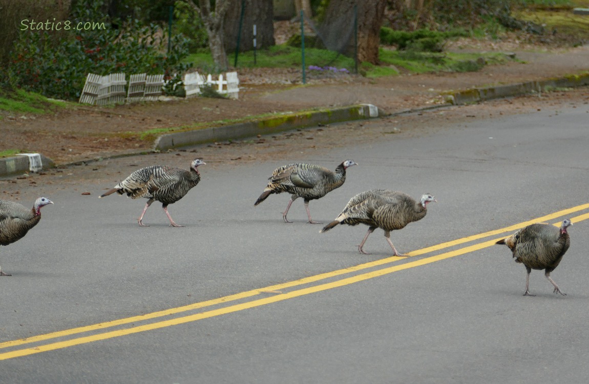 Five Wild Turkeys crossing the street