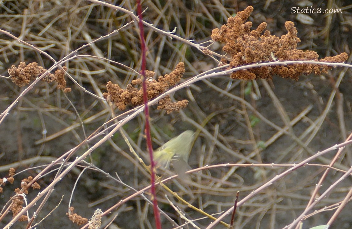 Blurry Kinglet flying away