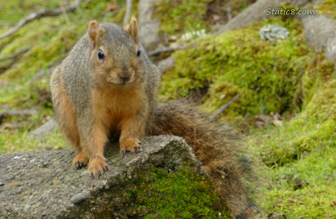 Squirrel standing on a mossy curb