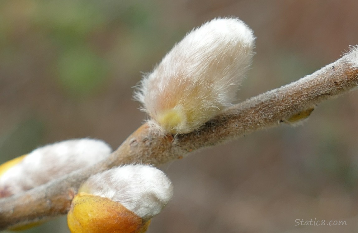 Close up of pussy willows on a twig