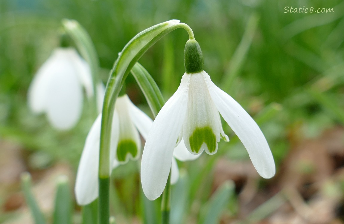 Close up of Snowdrop blooms