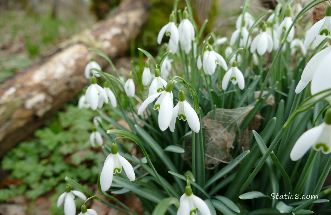 Snowdrop blooms in front of a fallen tree trunk