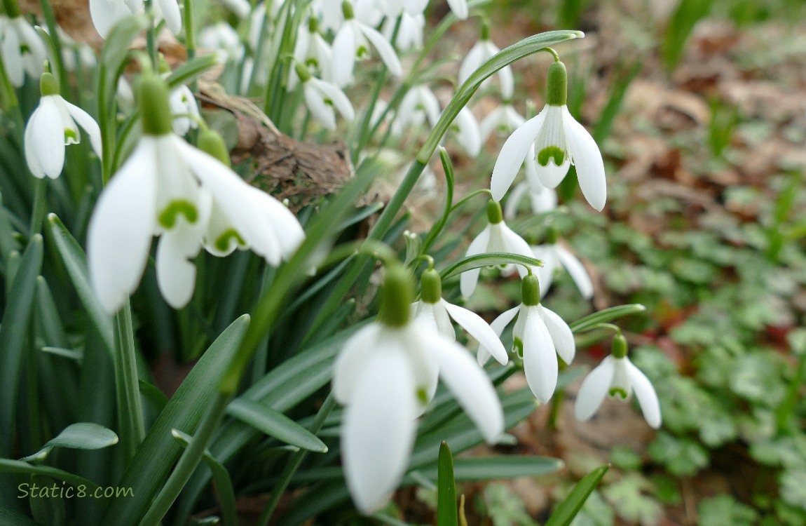 Snowdrop blooms