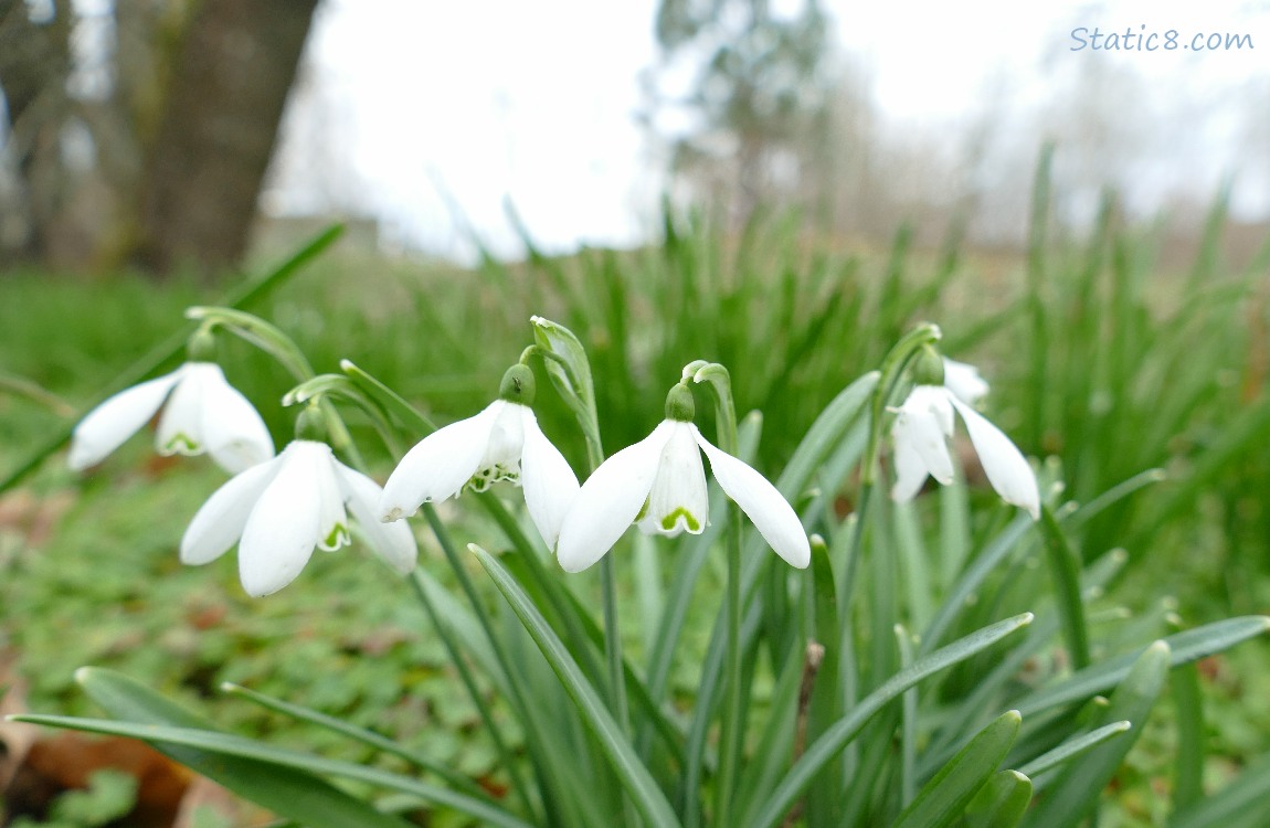 Snowdrop blooms