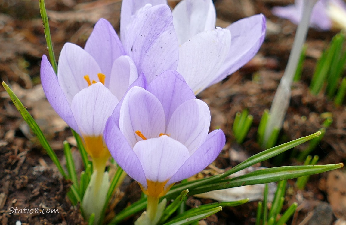 Crocus blooms