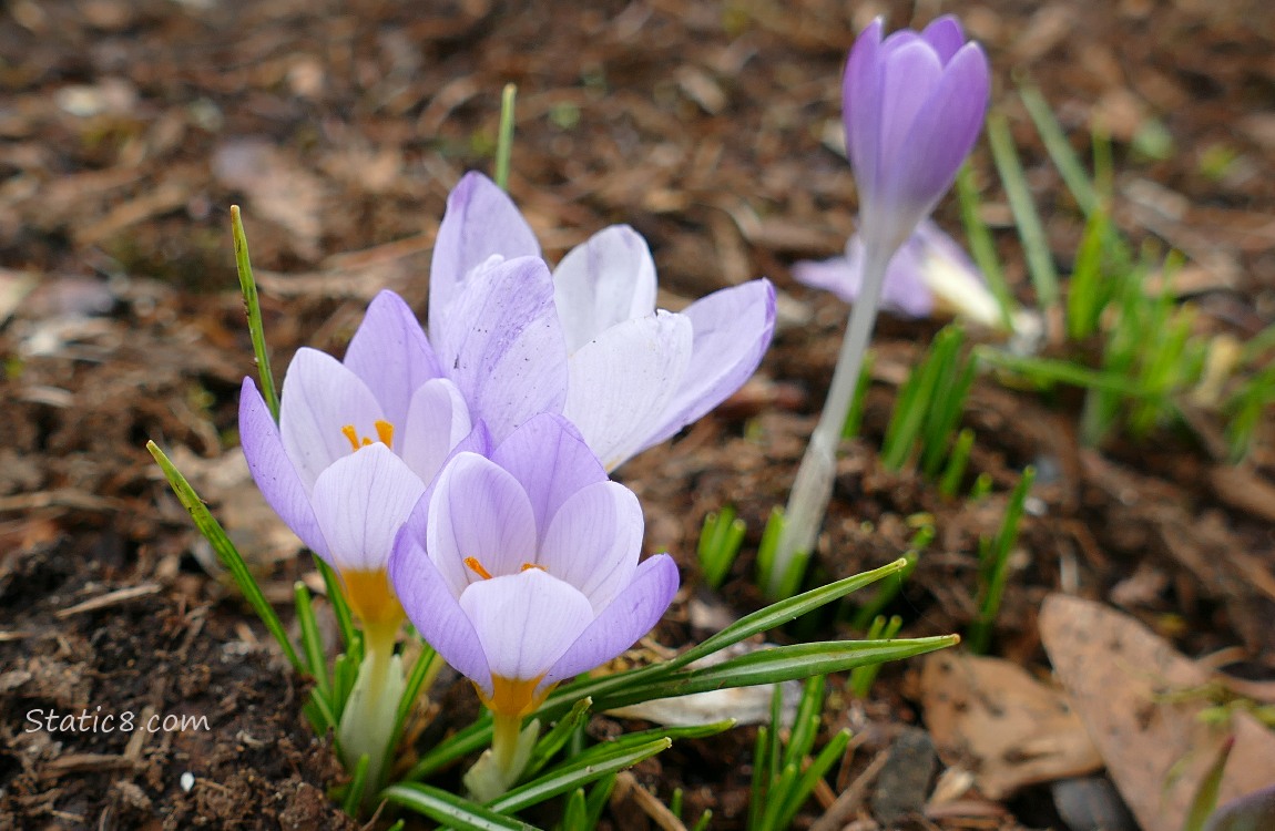 Light Purple Crocus blooms coming up around the mulch