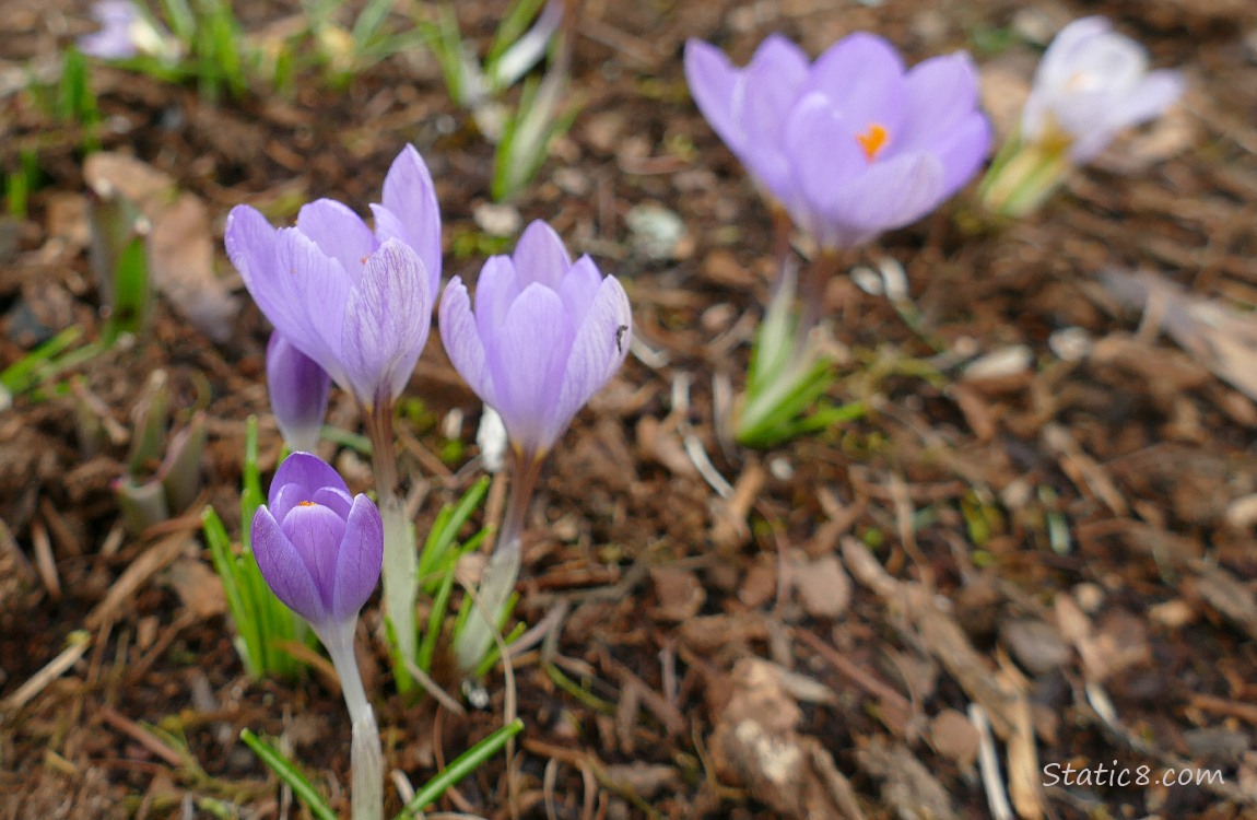 Crocuses blooming in the mulch