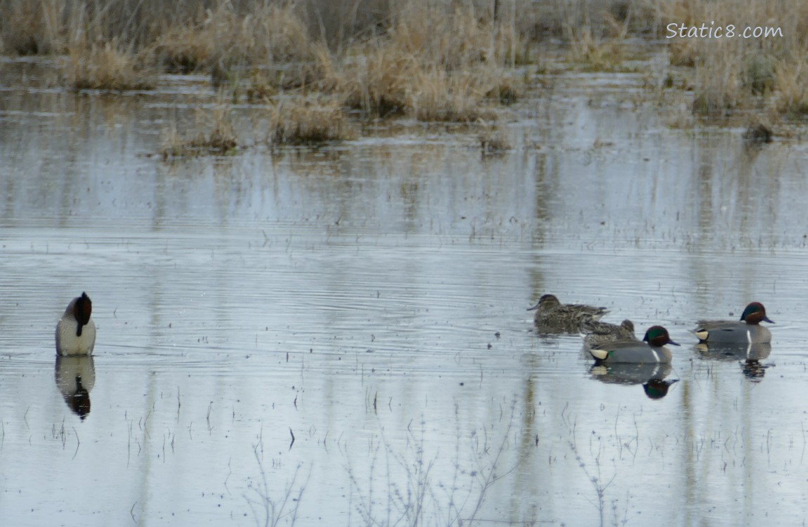 Green Wing Teals paddling on the water, a male on the left is displaying