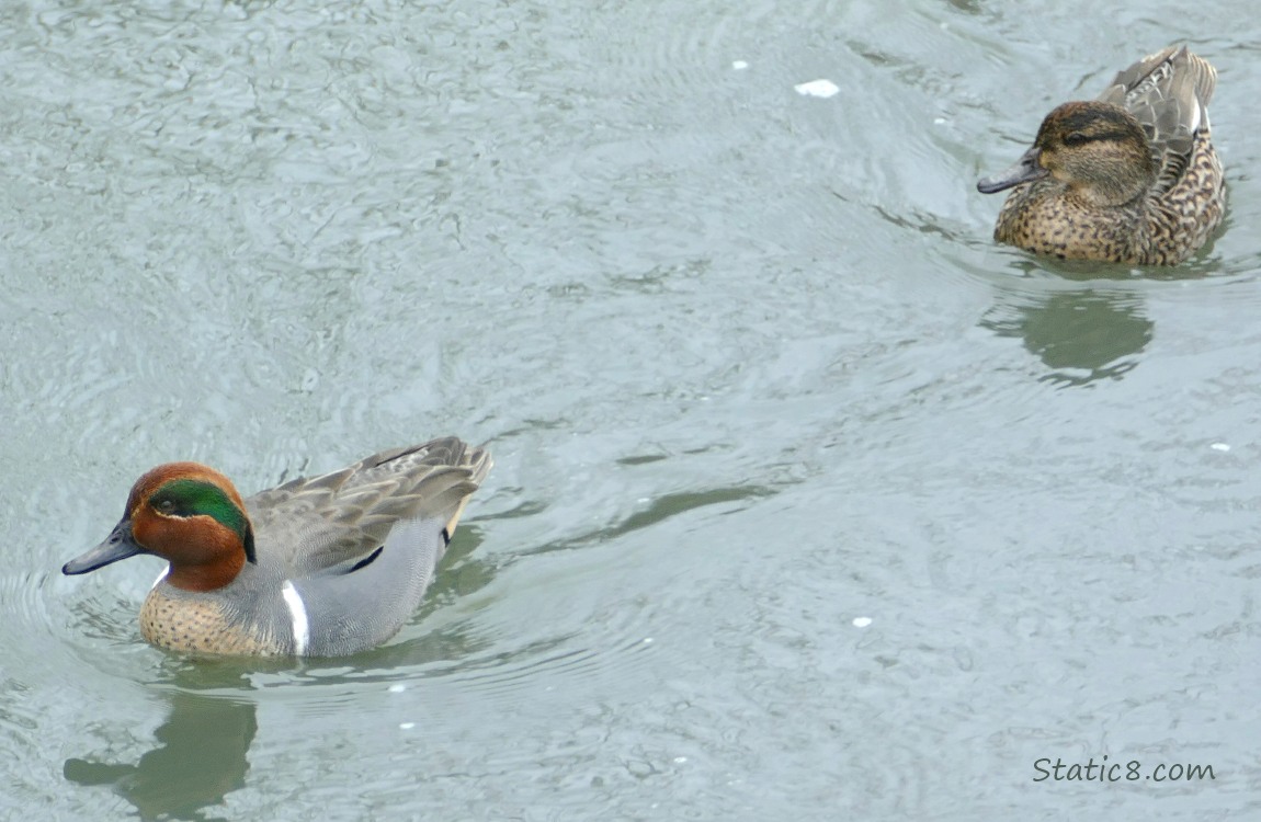 Male and female Green Wing Teals paddling on the water