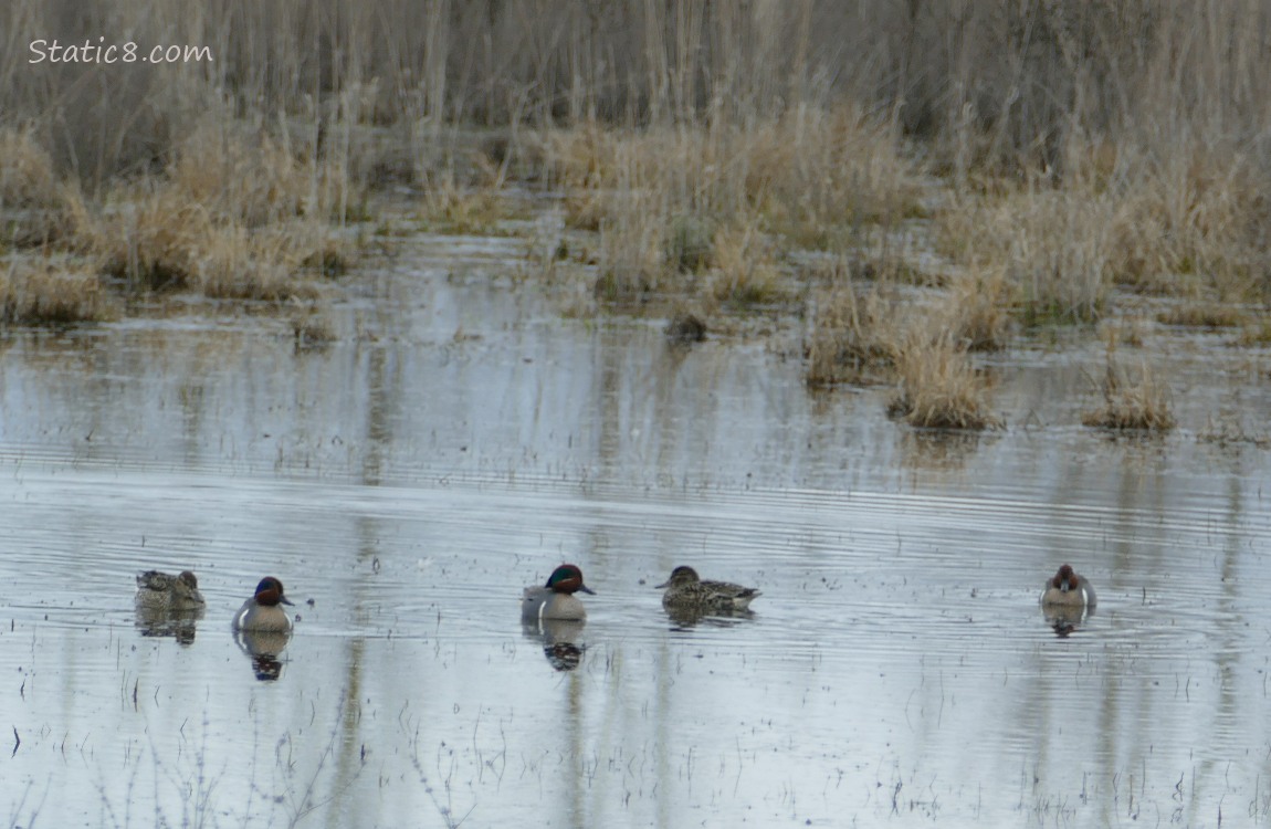Green Wing Teals paddling on the water with dead grasses in the background