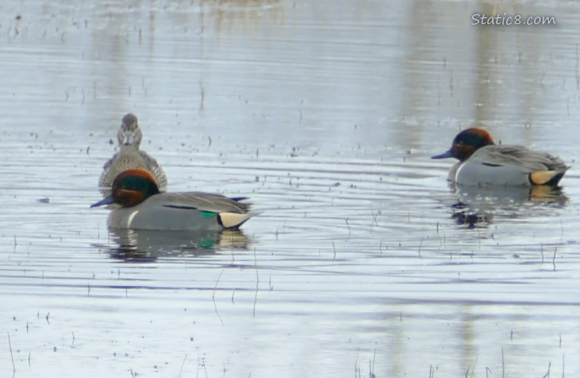 Two male Green Wing Teals and a female behing them, paddling on the water