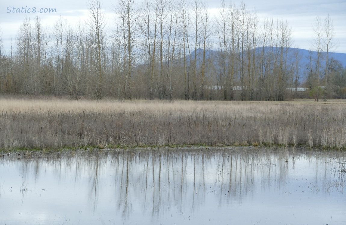 Trees reflecting in a pond with tall brown grasses along the edges