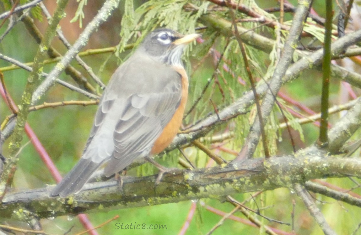 American Robin standing on a branch surrounded with twigs and a green background