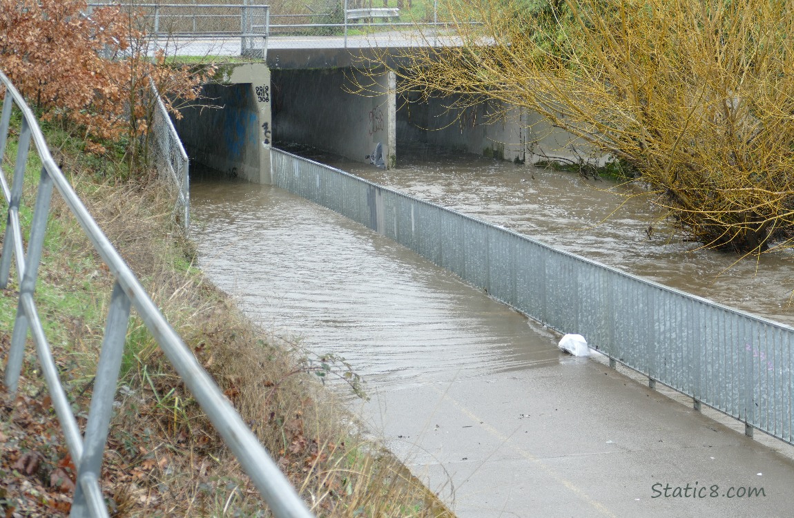 Bike path flooded from the creek