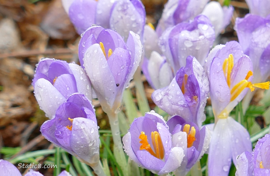 Crocus blooms covered with rain drops