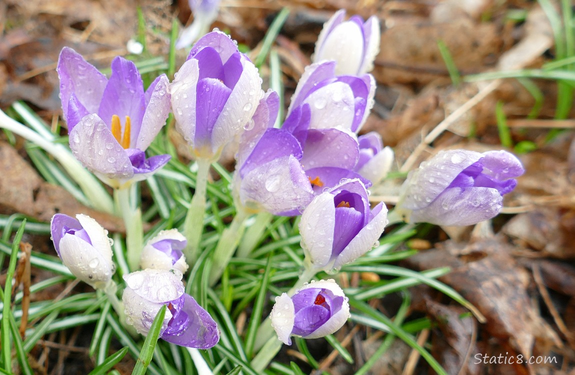 Crocus blooms