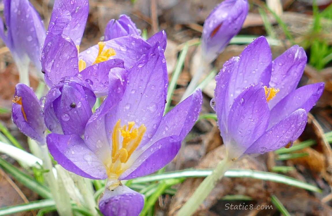 Purple Crocus blooms covered with rain drops