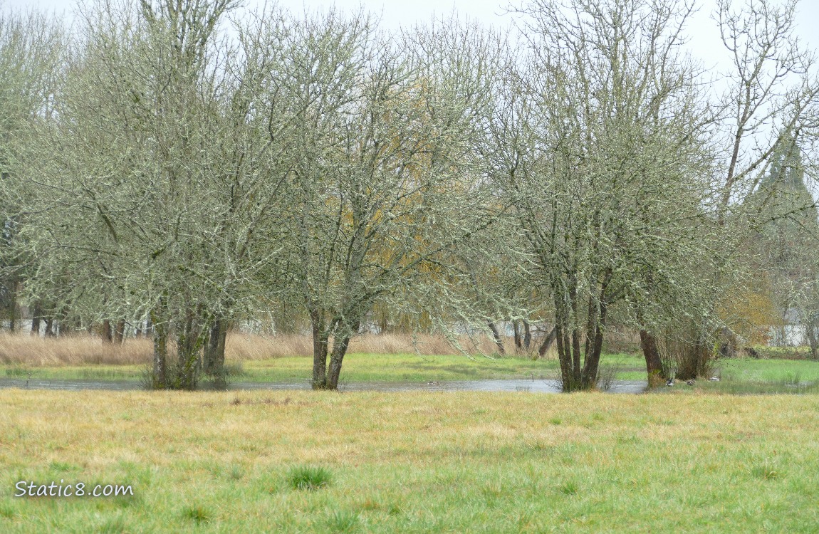 A small shallow pond inthe grass, under the trees