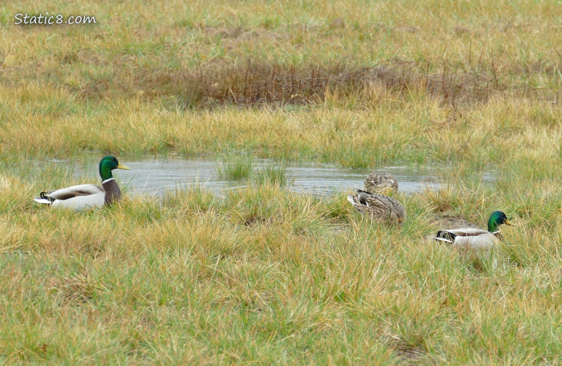 Mallards standing in the grass next to a puddle