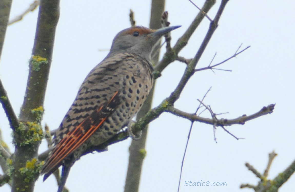 Female Northern Flicker standing in a bare tree