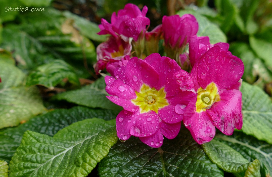 Red Violet Primrose blooms, surrounded by green leaves