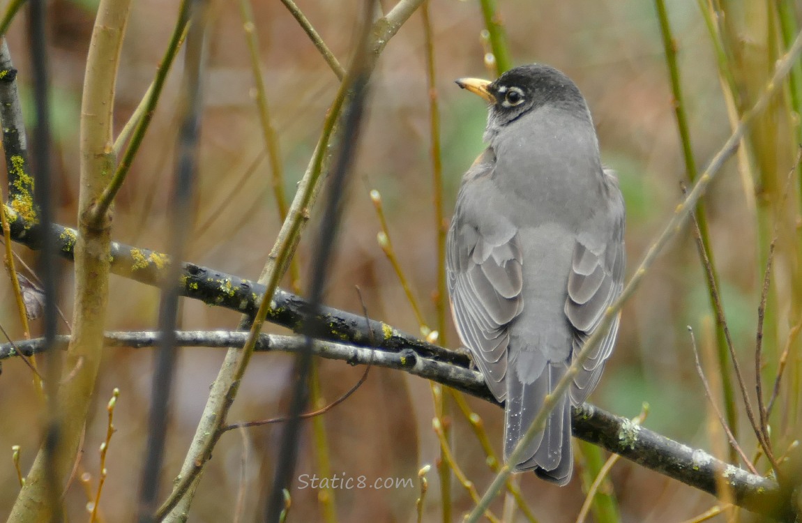 American Robin facing away, standing on a twig, surrounded by twigs and a brown background