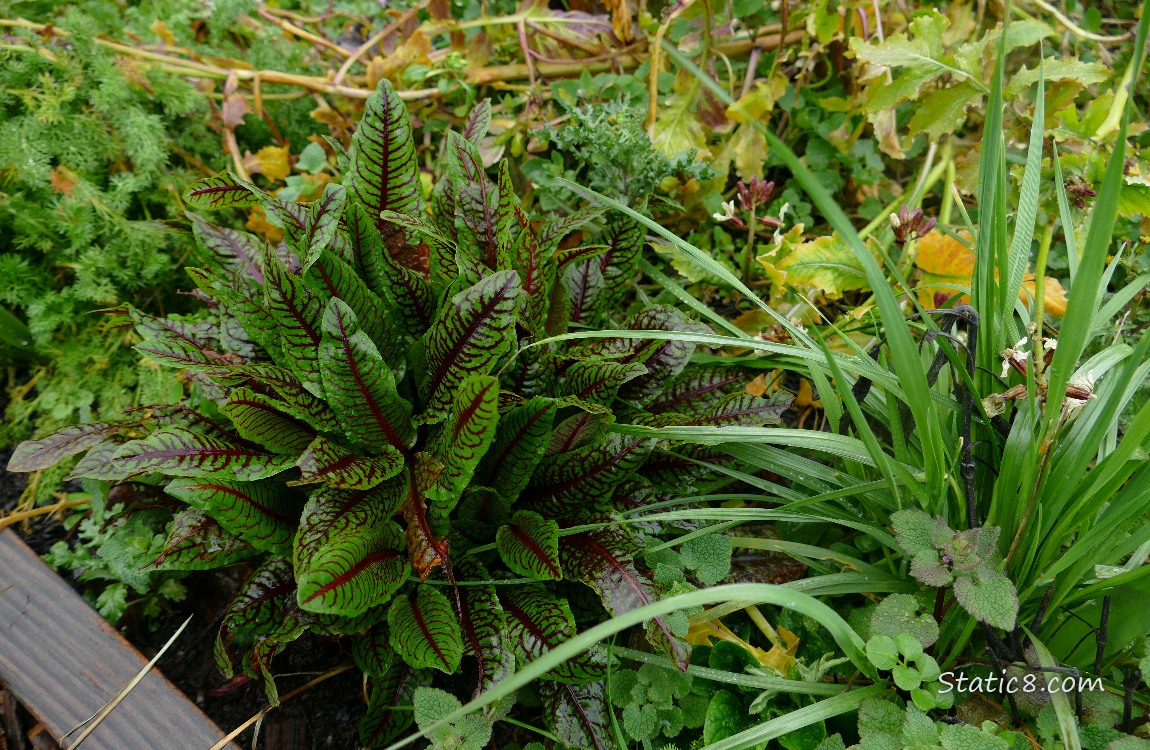 Beet plant growing among weeds in a raised garden plot