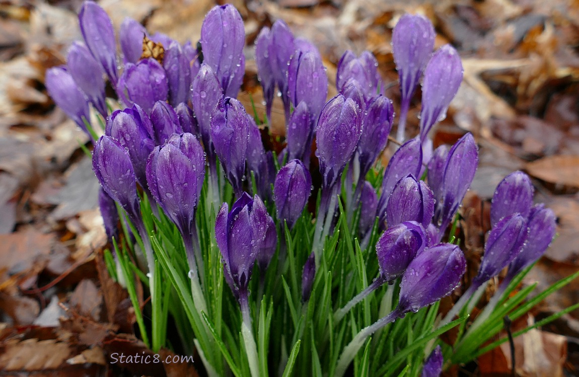 Purple Crocus blooms surrounded by leaf mulch