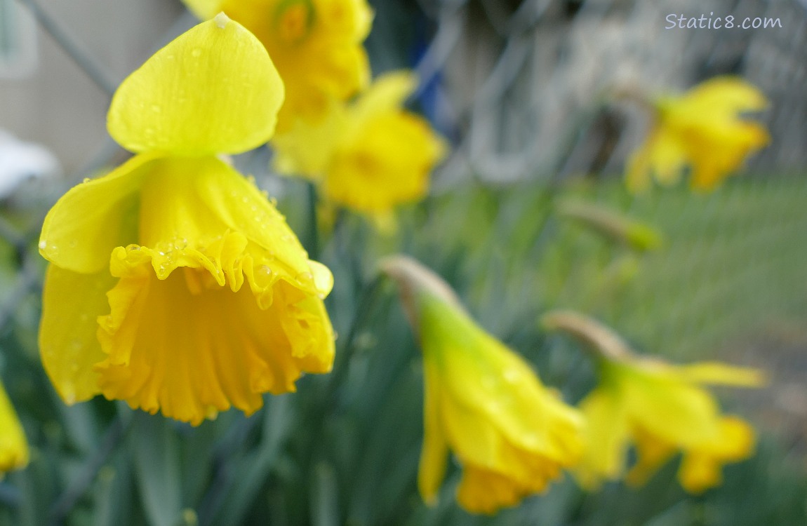 Daffodil blooms along a chain link fence