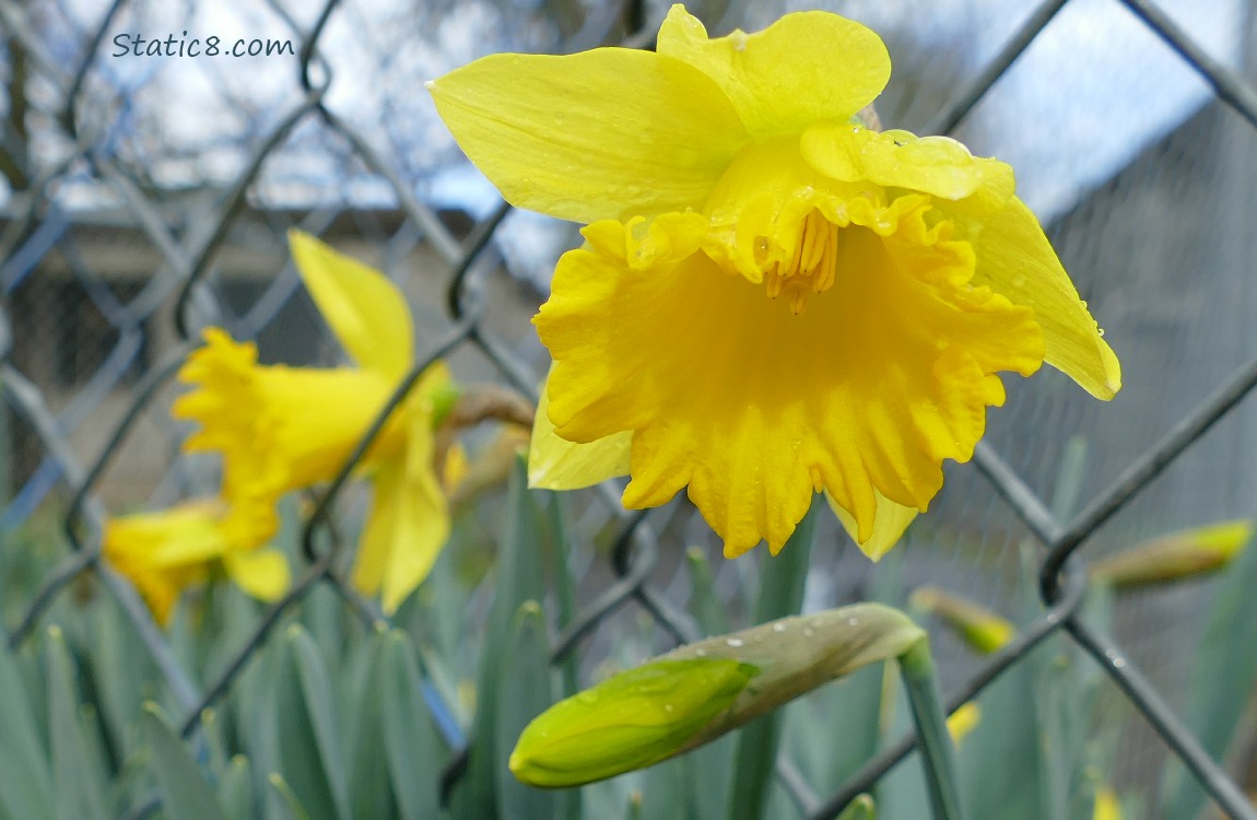 Daffodil blooms along a chain link fence