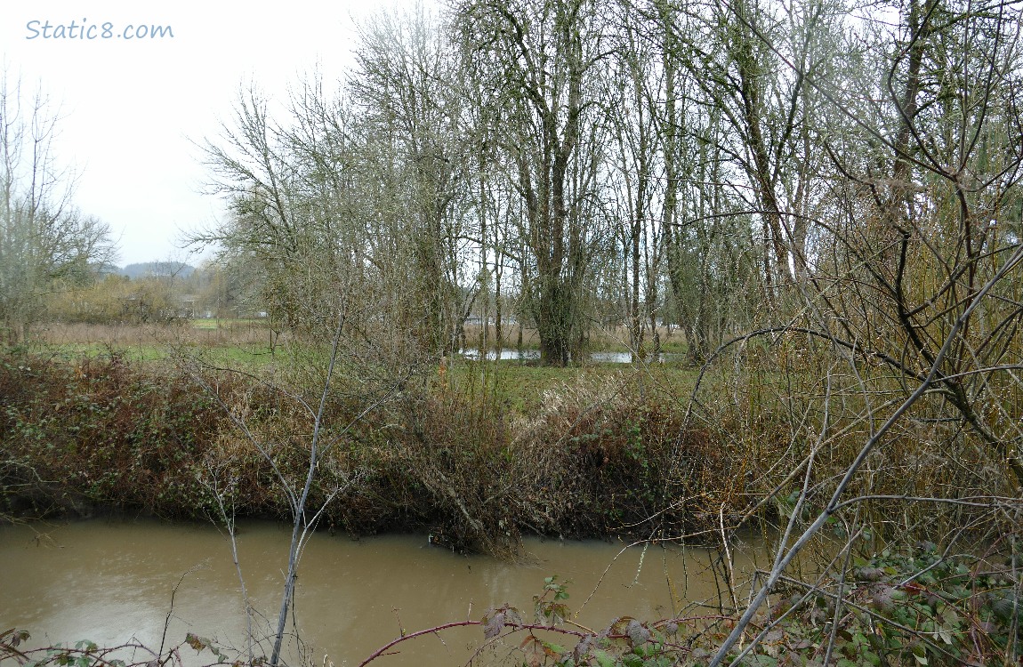 The natural area on the other side of the creek
