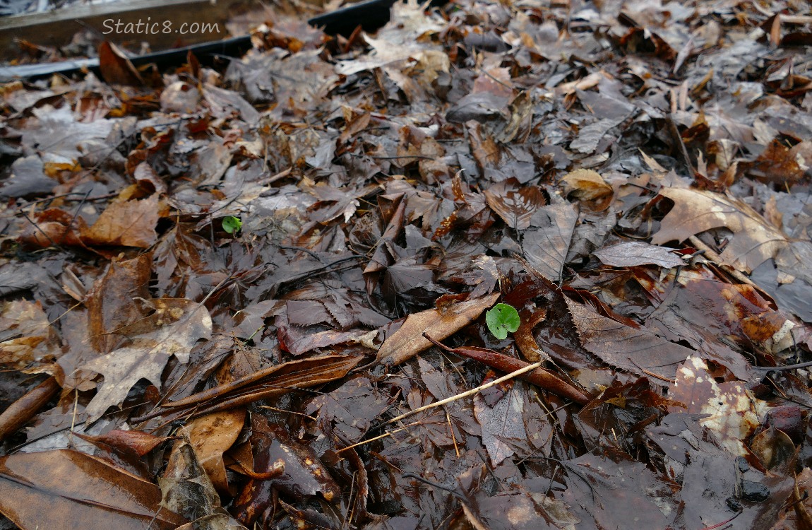 Small green leaf of Lesser Celandine, comming up past leafy mulch